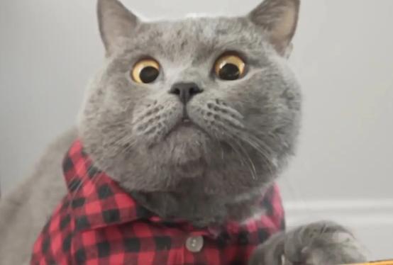 怎样选一支好的英短猫,英短蓝猫母猫怎么才能长胖发腮