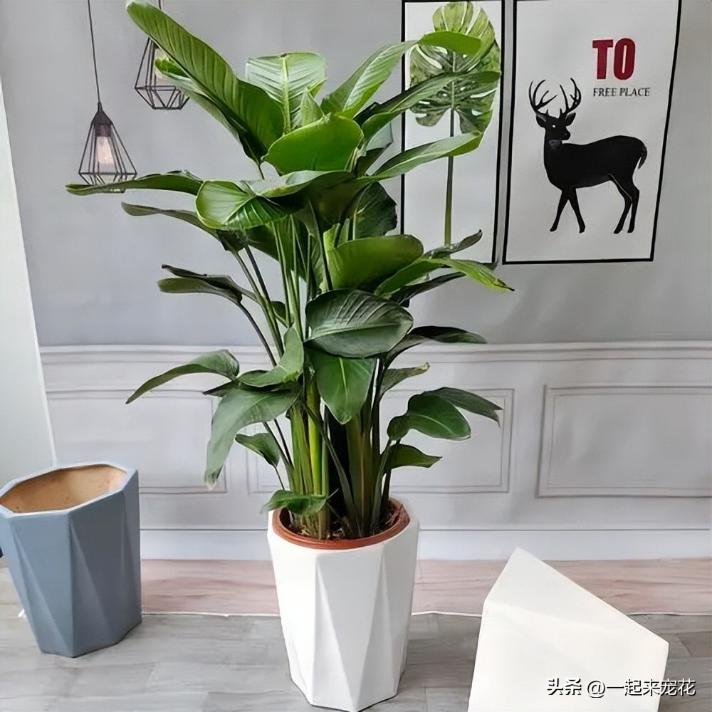 客厅养什么绿植最好看又好养,客厅放置什么绿植好最好养活