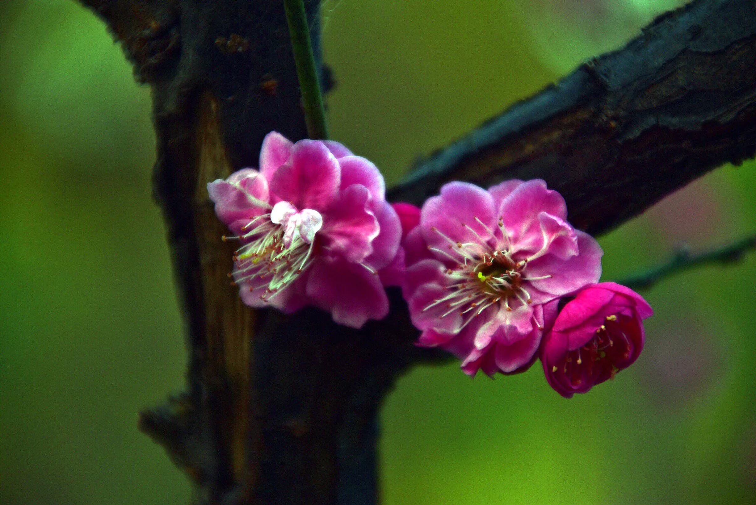 花卉摄影秋日的浪漫,花卉摄影春暖梅花开