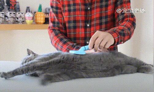 猫为什么会臭到震惊,猫怎么越养越臭