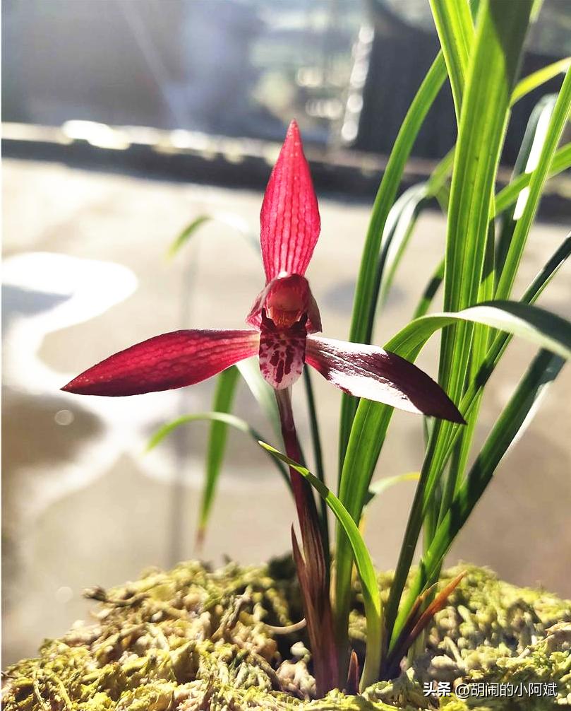 贵州本地兰花有哪些品种,贵州2020年最贵兰花