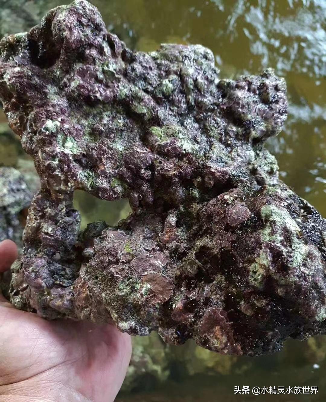 常见海水鱼品种介绍及饲养手册,人工饲养的食用海水鱼有什么