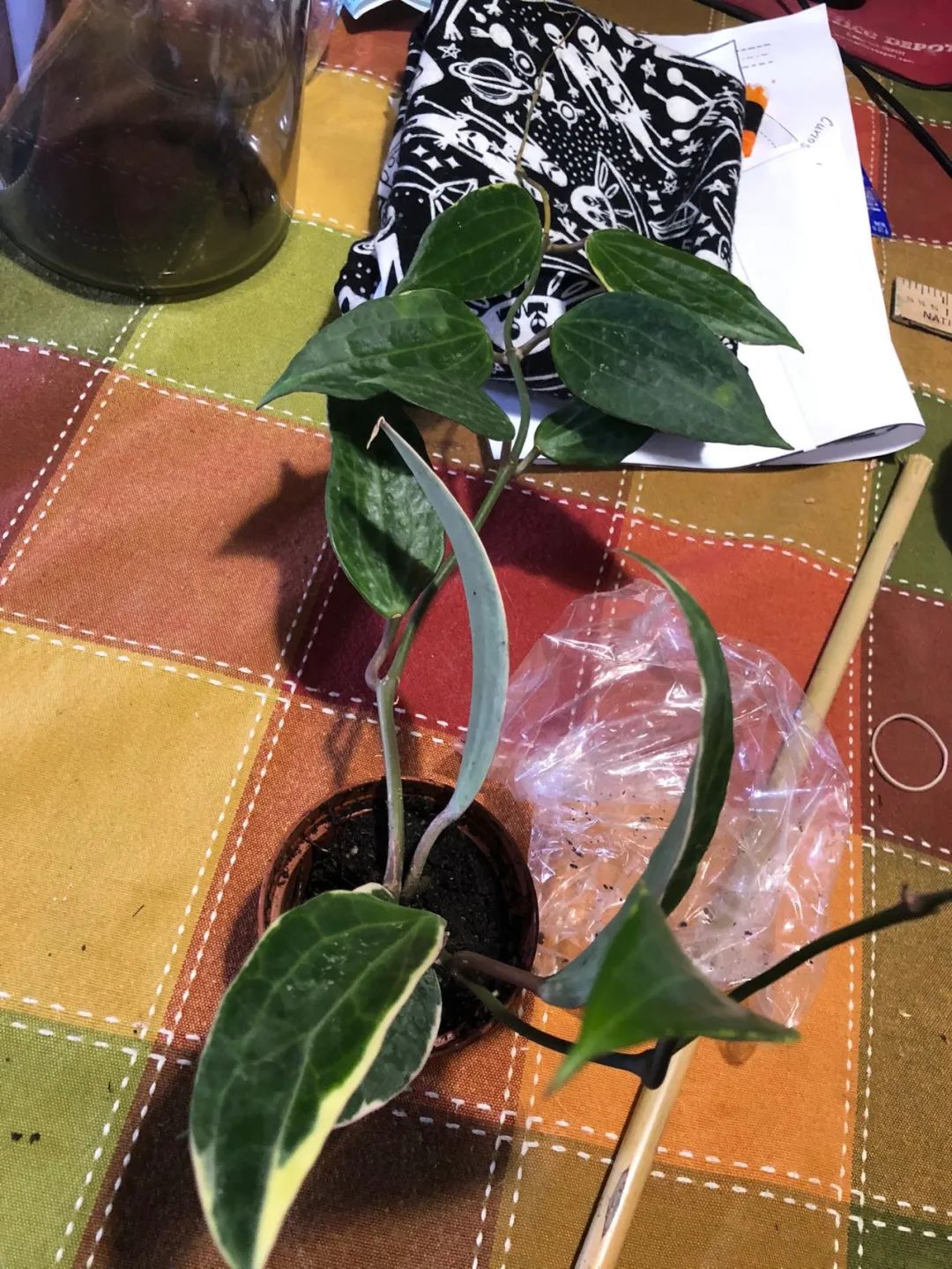 球兰养花养殖方法和注意事项,封闭阳台养花球兰