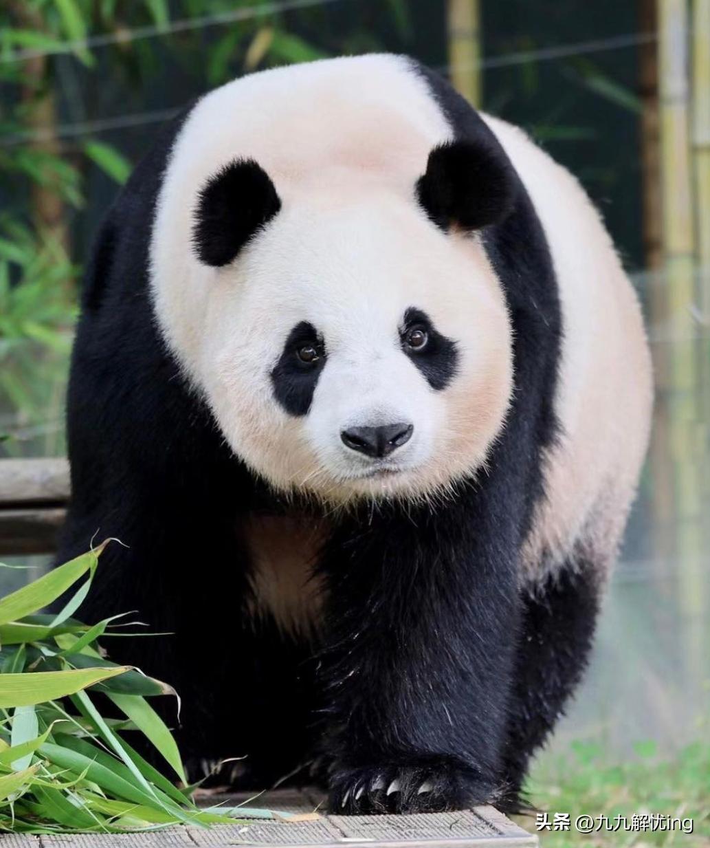 爱宝乐园为什么叫爱宝乐园呢,爱宝乐园新侍卫