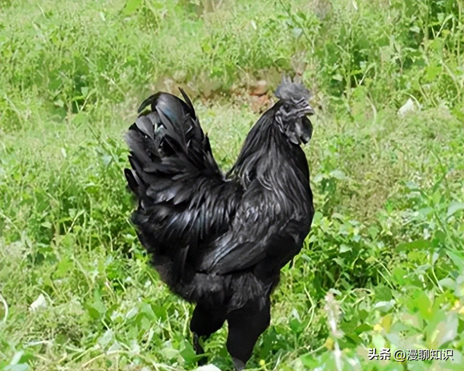 鸡源欧文氏菌是什么？关于它的分离鉴定及耐药基因检测