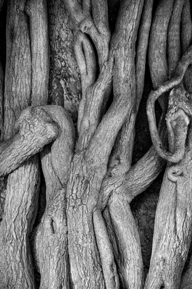 微单时代最值得转接的长焦镜头：尼康AF-P70-300mmf/4.5-5.6E