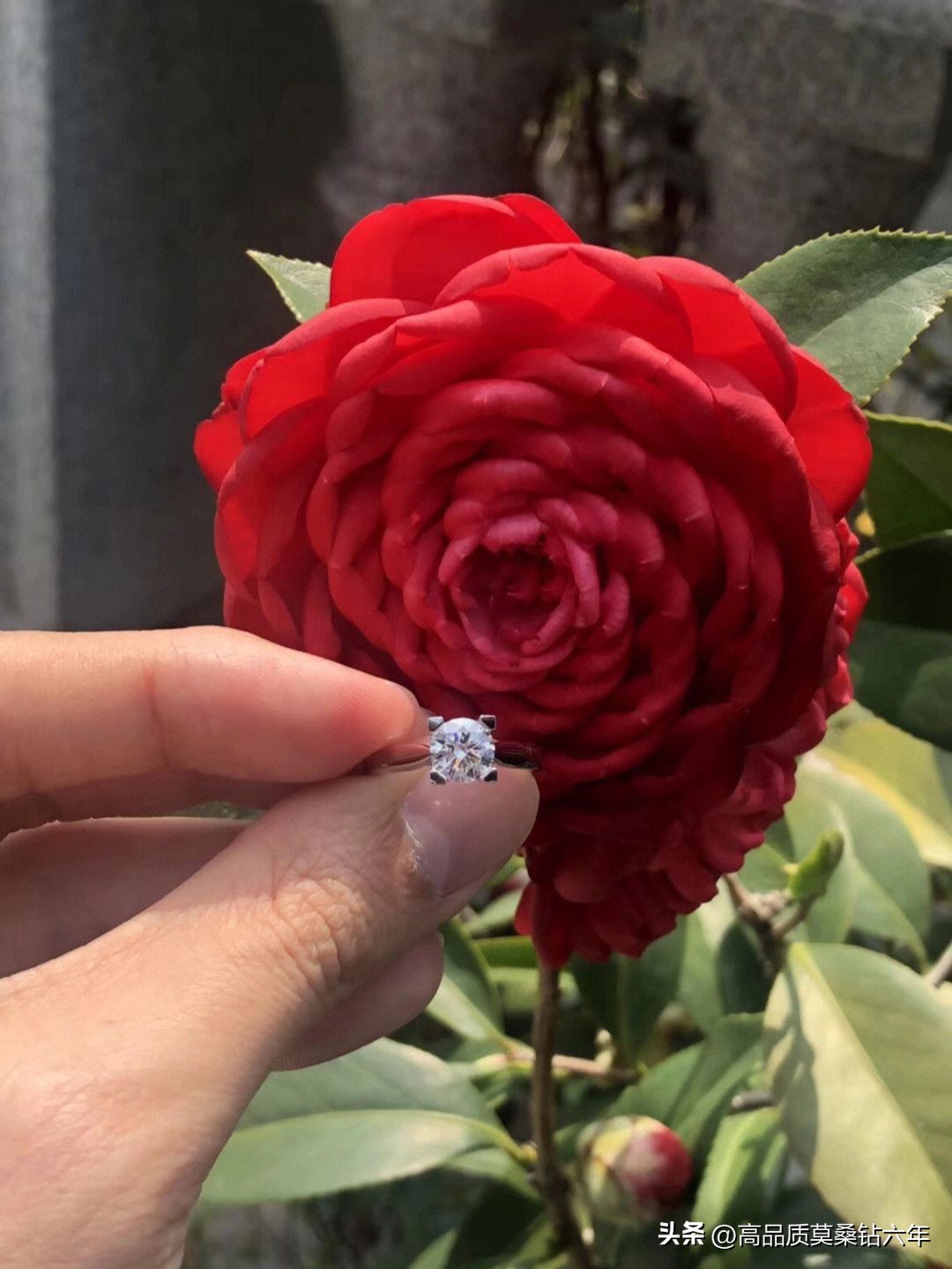 金锆石金莫桑钻的区别,锆石钻跟莫桑钻有什么区别