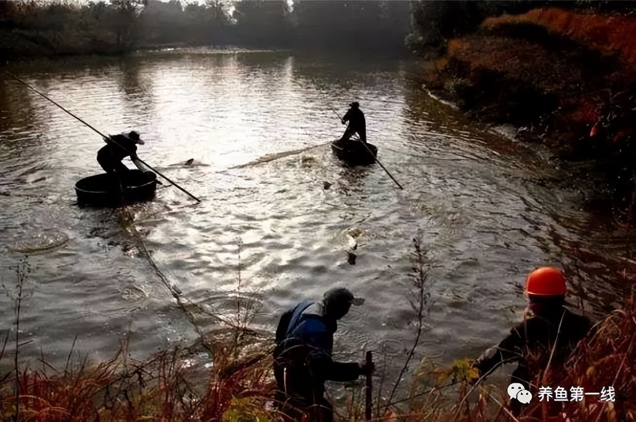 鱼出现败血症怎么治疗,鱼得了败血症怎么治