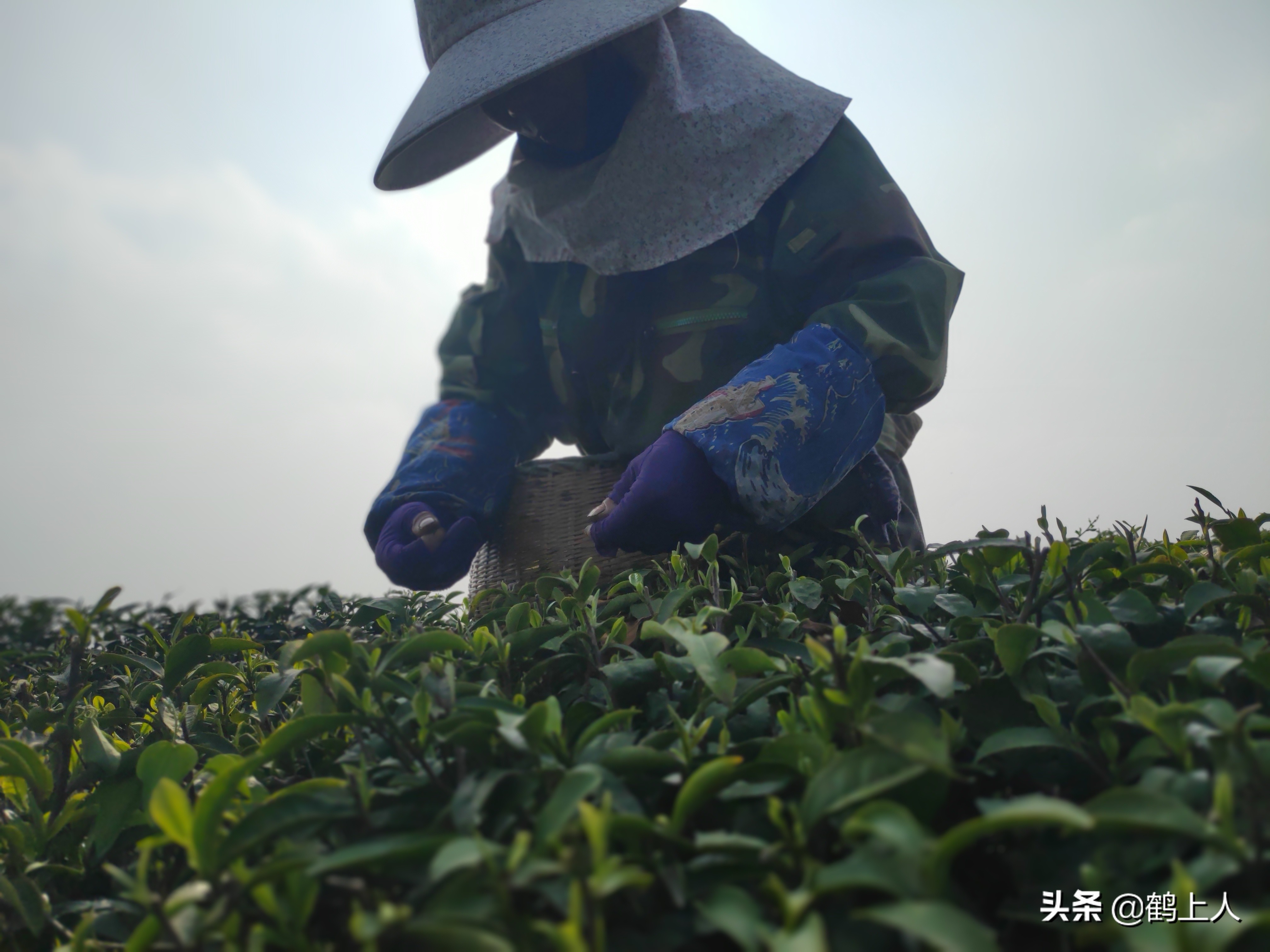 茶叶绿茶红茶的区别在哪,茶叶红茶和绿茶的区别在哪里