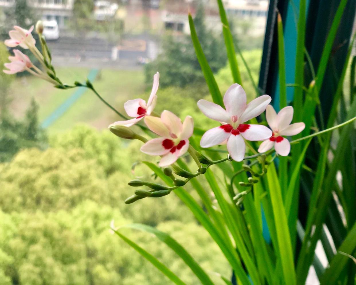 4种花，香味独特颜值无敌，家中放一盆，满屋花香，让人心旷神怡