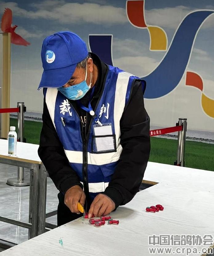 高分速高归巢！“世界杯”唐山阳光站第四关500公里比赛圆满收官