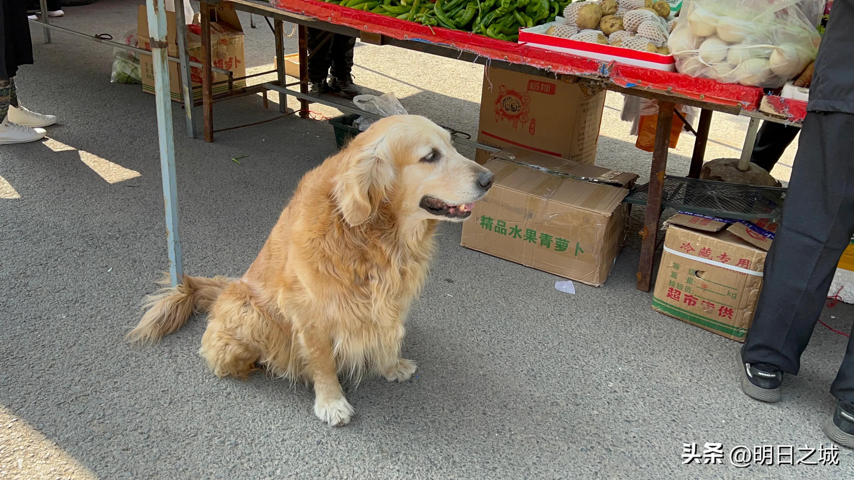 香肠、薯片、爆米花！长春这早市咋这么多现场制作？排队买，真香