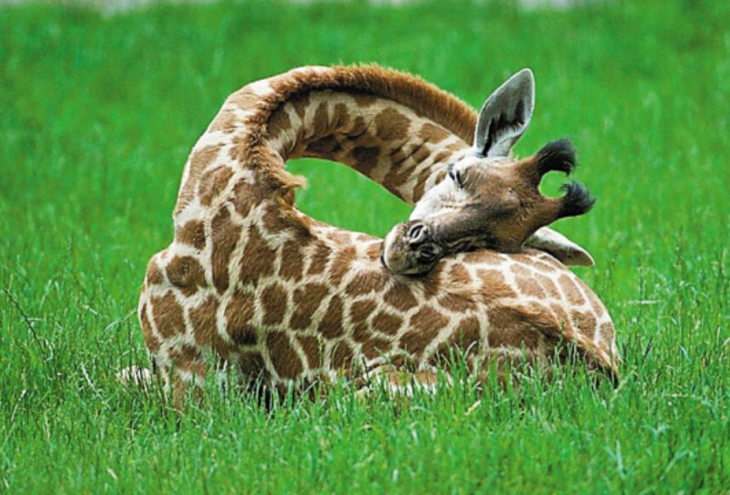 长颈鹿踢飞狮子,狮子偷袭长颈鹿长颈鹿使出杀手锏