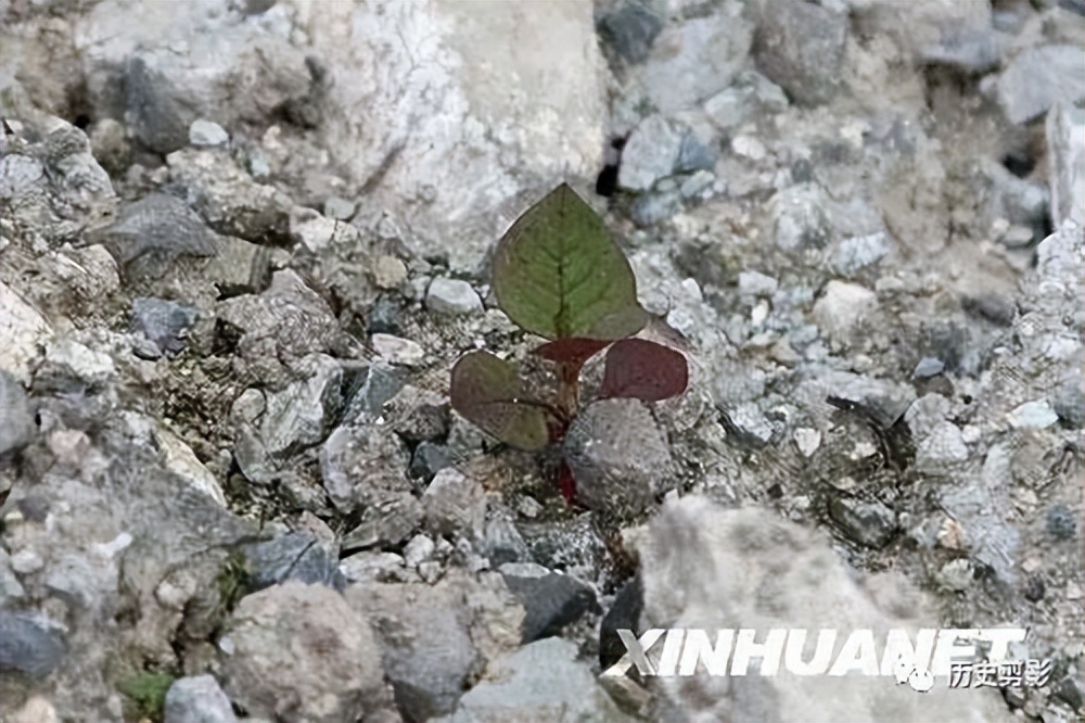 汶川地震十大催人泪下的照片,汶川地震12周年这些照片让人泪目