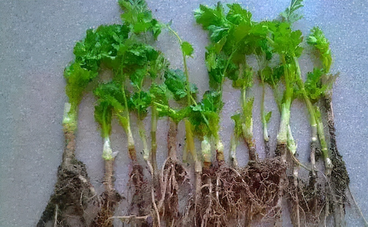 香菜种子没泡就种了几天发芽,香菜不泡水直接种几天出苗可以吗