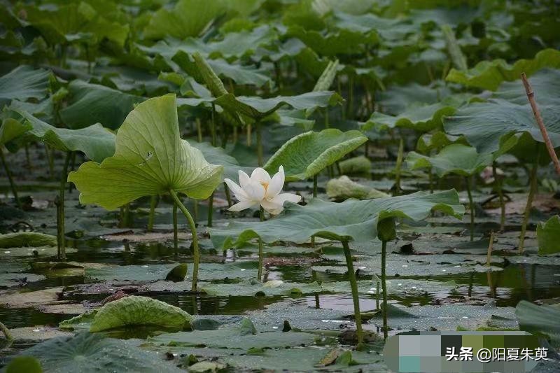 歌行：淮阳赏荷记并序
