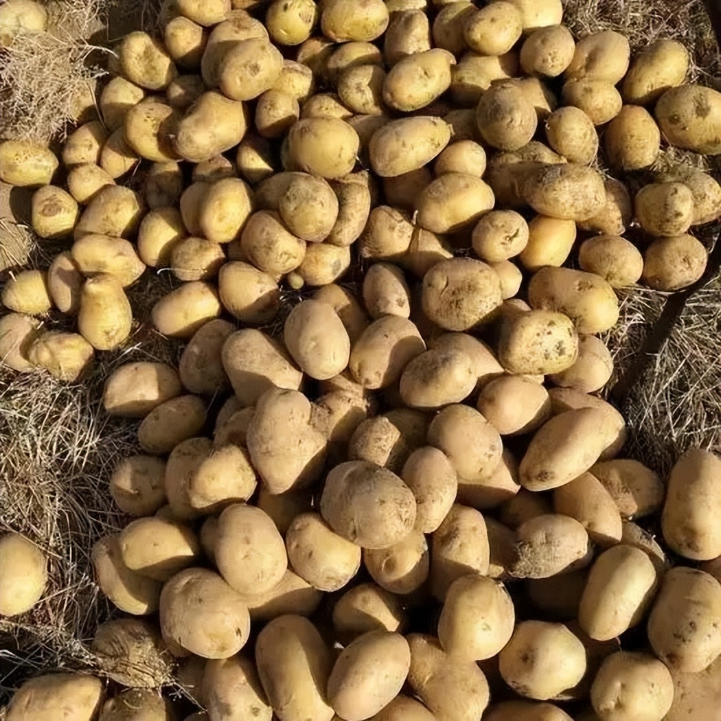 哪里产的土豆最好吃,土豆种产地最好地方是哪