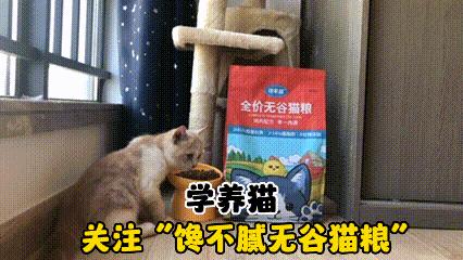 如何知道猫咪应激症状得到缓解,猫咪应激反应会出现哪些症状