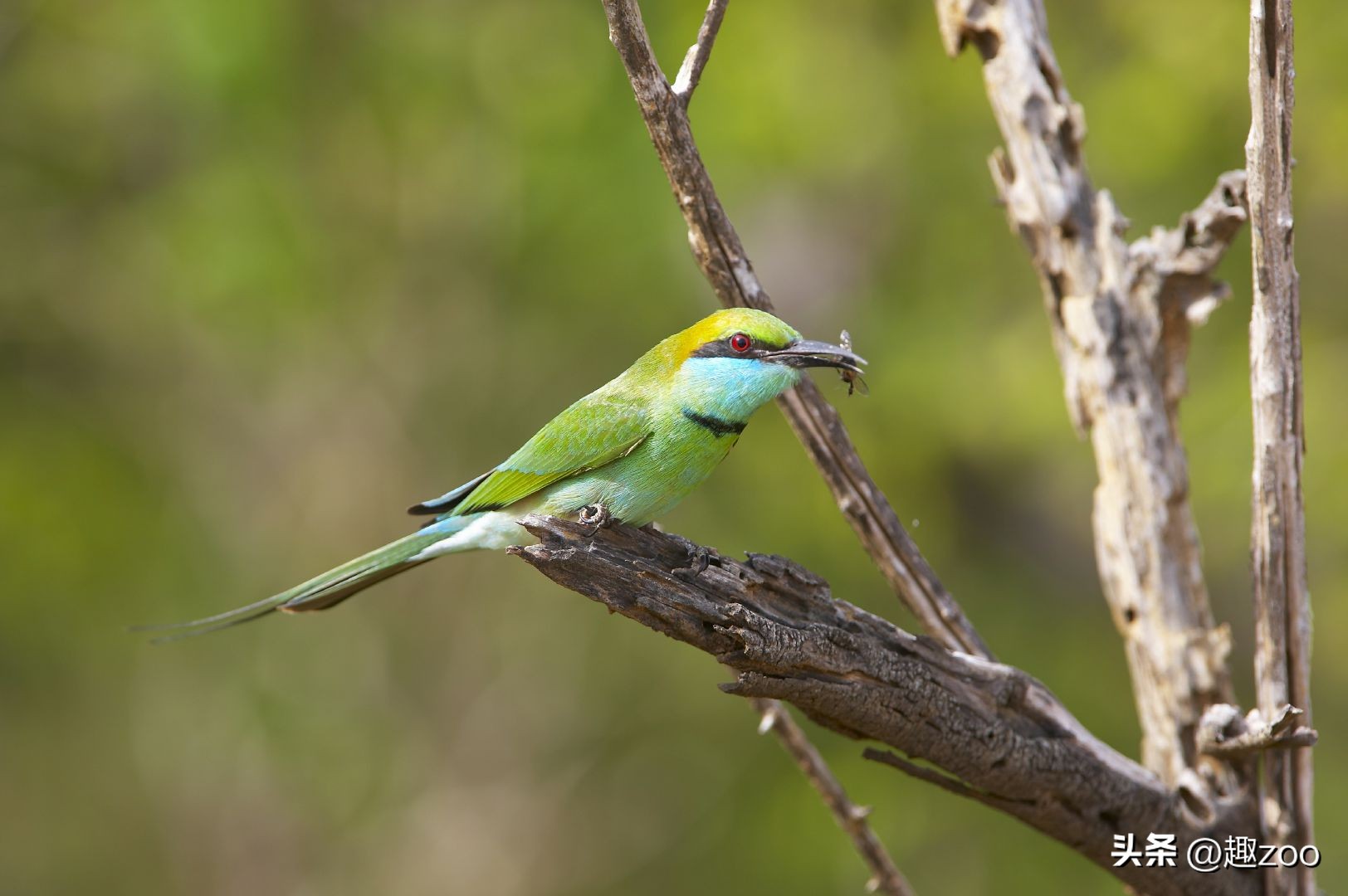 世界最珍稀七种鸟类,羽毛绿色的是什么鸟