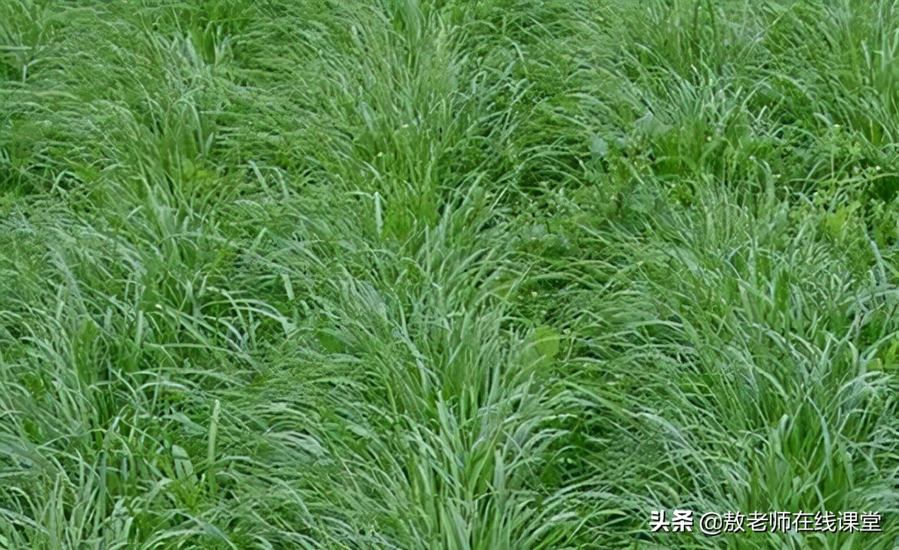 景观园林设计草坪作用,草坪景观设计原则