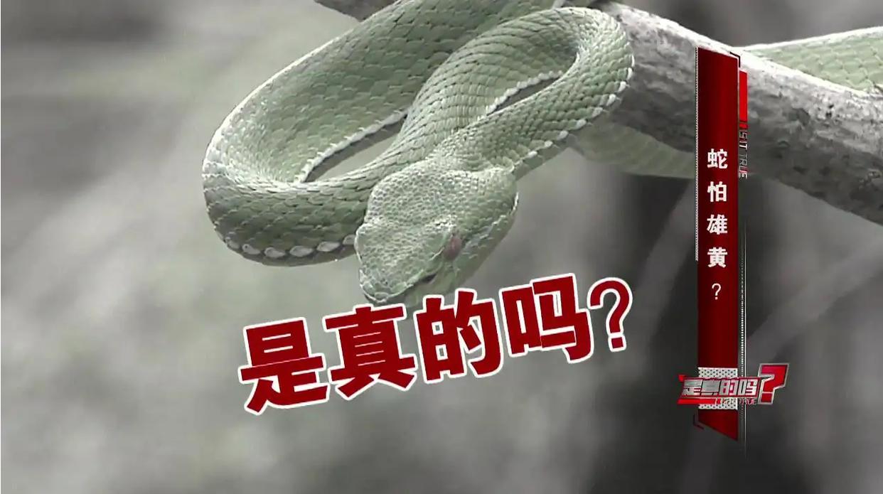 蛇最怕的是雄黄还是牛黄,蛇怕雄黄什么原因