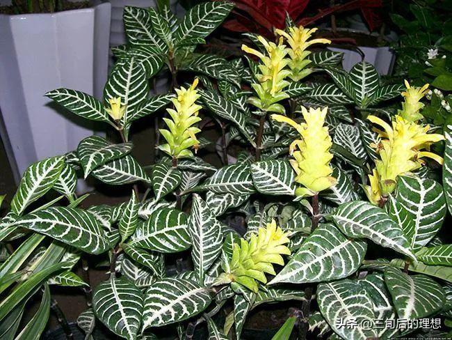 斑马绿植适合客厅的图,斑马花绿植