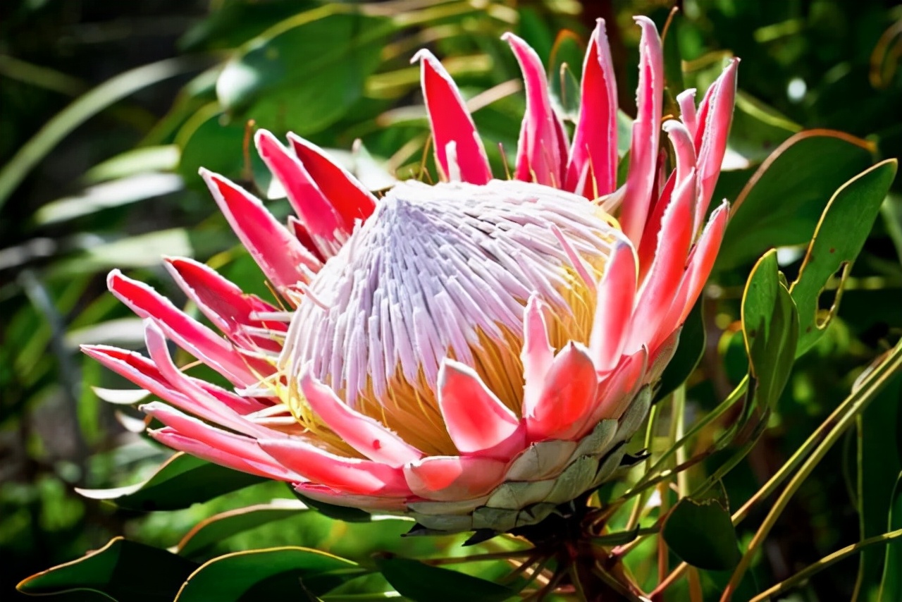 最名贵的十种花卉名称及图片大全,既好养又值钱的花卉