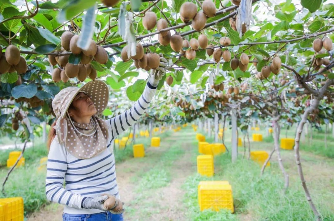 国产猕猴桃和进口奇异果,国产奇异果猕猴桃