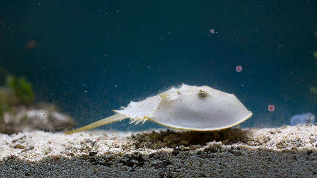 盘点十种神奇动物的价格,盘点五种有巨毒的生物