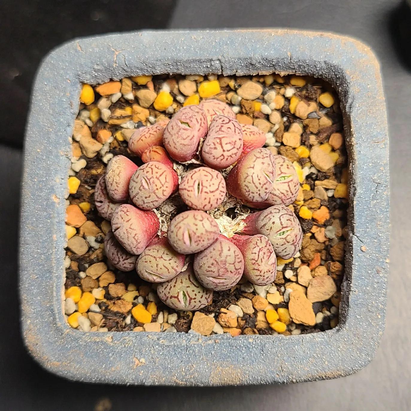 肉锥蜕皮要断水吗,肉锥什么时候蜕皮