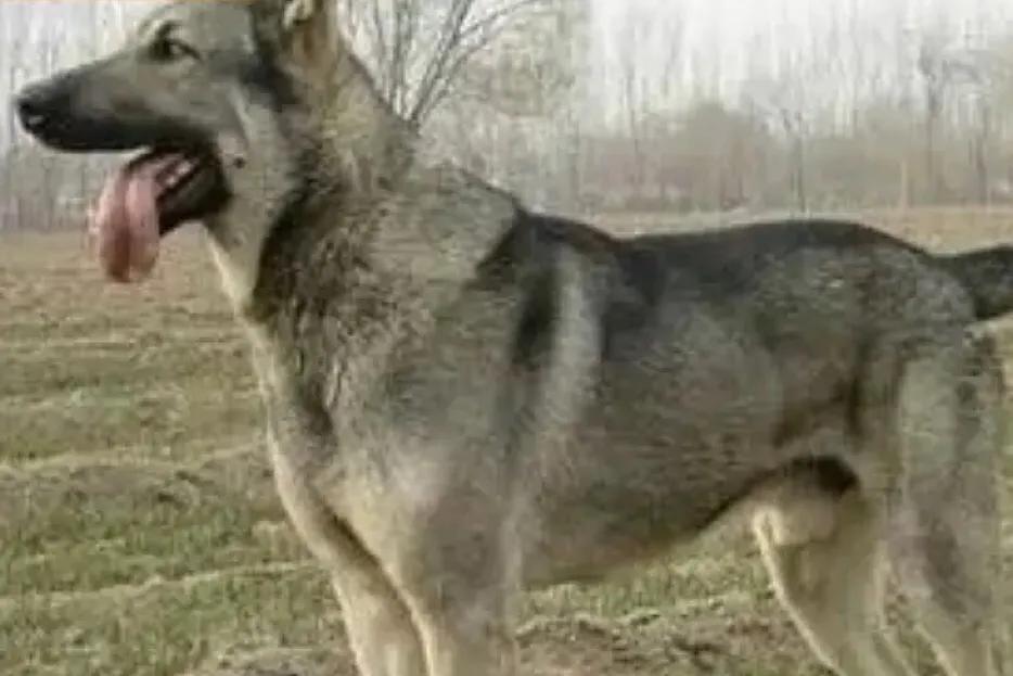 狼青犬起名字,狼青犬昆明犬