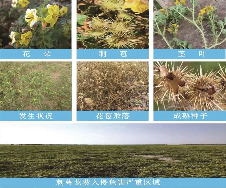 发现外来入侵物种归哪个部门,还需警惕的外来入侵物种