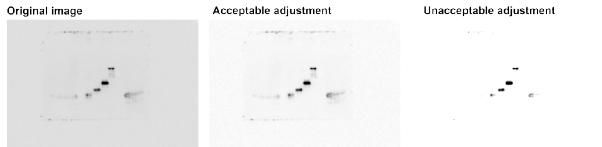 生物医学信息与图像处理,生物医学图像