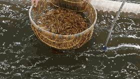 筛鱼神器小筛,4厘米宽的鱼筛可以筛多大的鱼