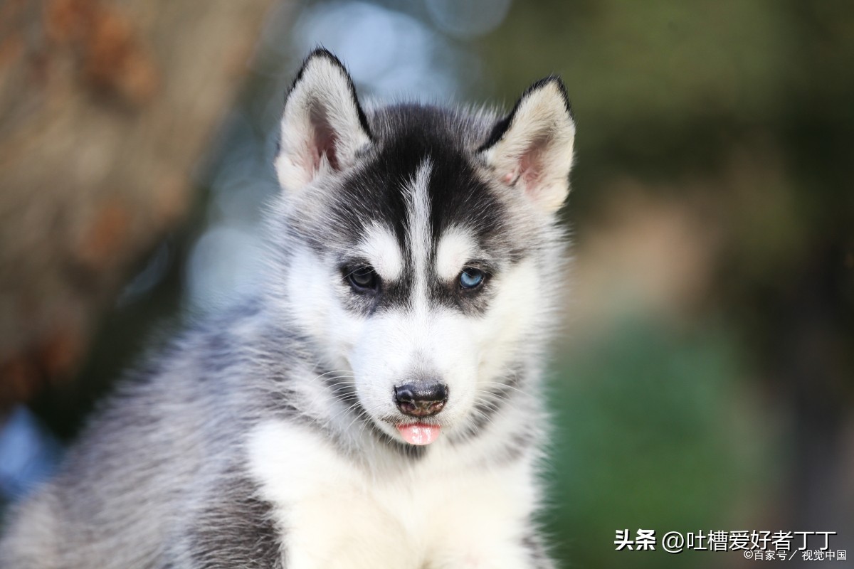 最烧钱的几种狗狗养得你心疼,最烧钱的宠物狗
