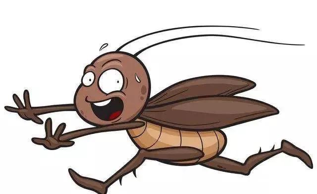 千万不要用脚踩蟑螂电影,不要用脚踩死蟑螂