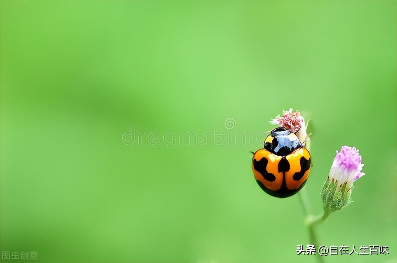 农村常见的虫子各叫什么名字,夏天家里最常见的虫子