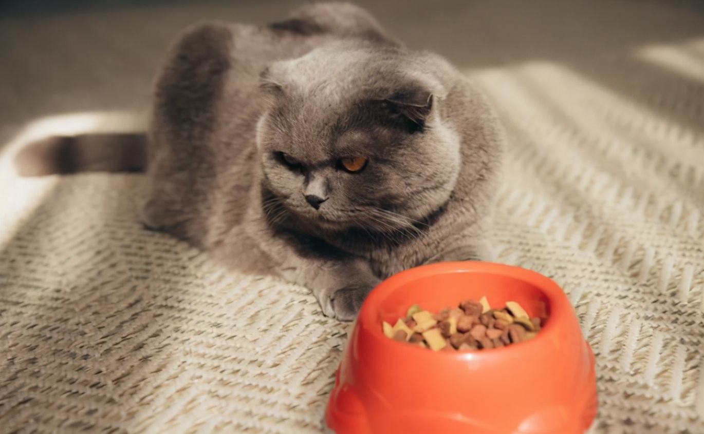 英短猫掉毛最好的解决办法,英短猫掉毛严重怎么办