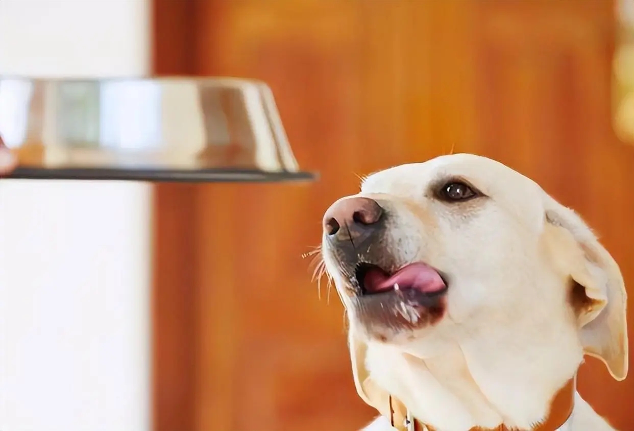 大型犬真的让人很有安全感,建议女生养的大型犬有安全感