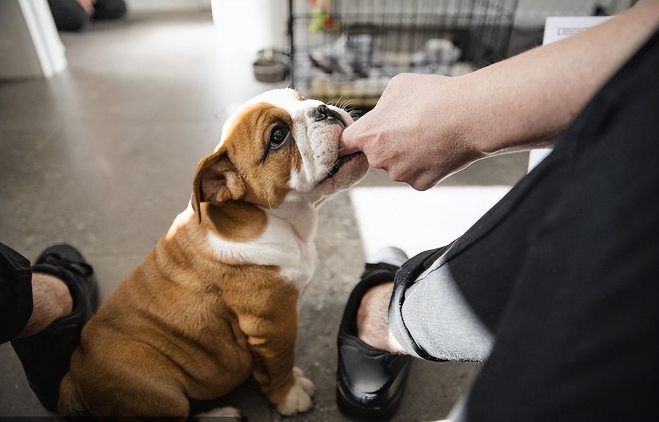 狗狗为什么会轻轻咬你,狗狗轻咬主人手啥意思