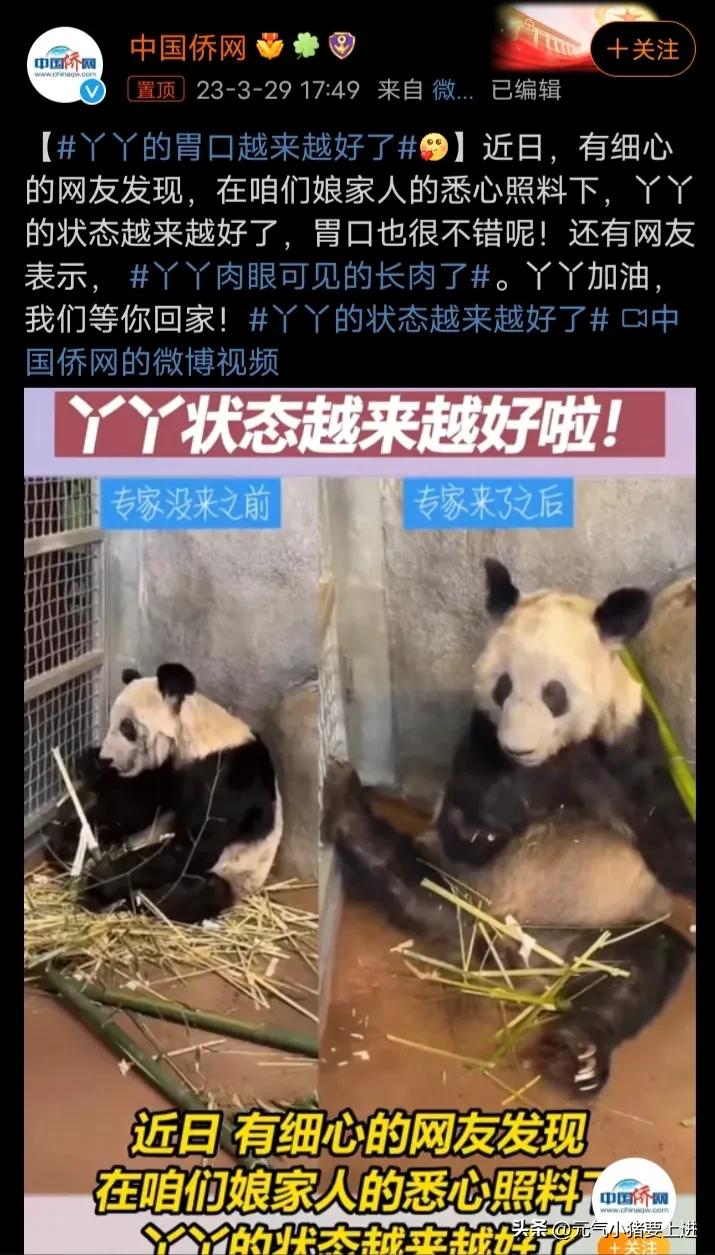 丫丫被娘家人照顾得很好,丫丫到中国后看到娘家人的反应