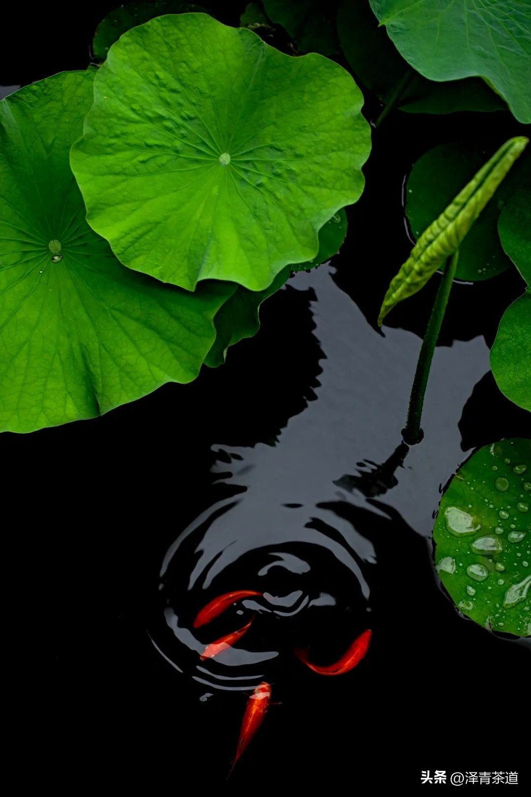 端午节如何吃粽子喝茶更健康,端午节吃粽子搭配茶解腻更健康