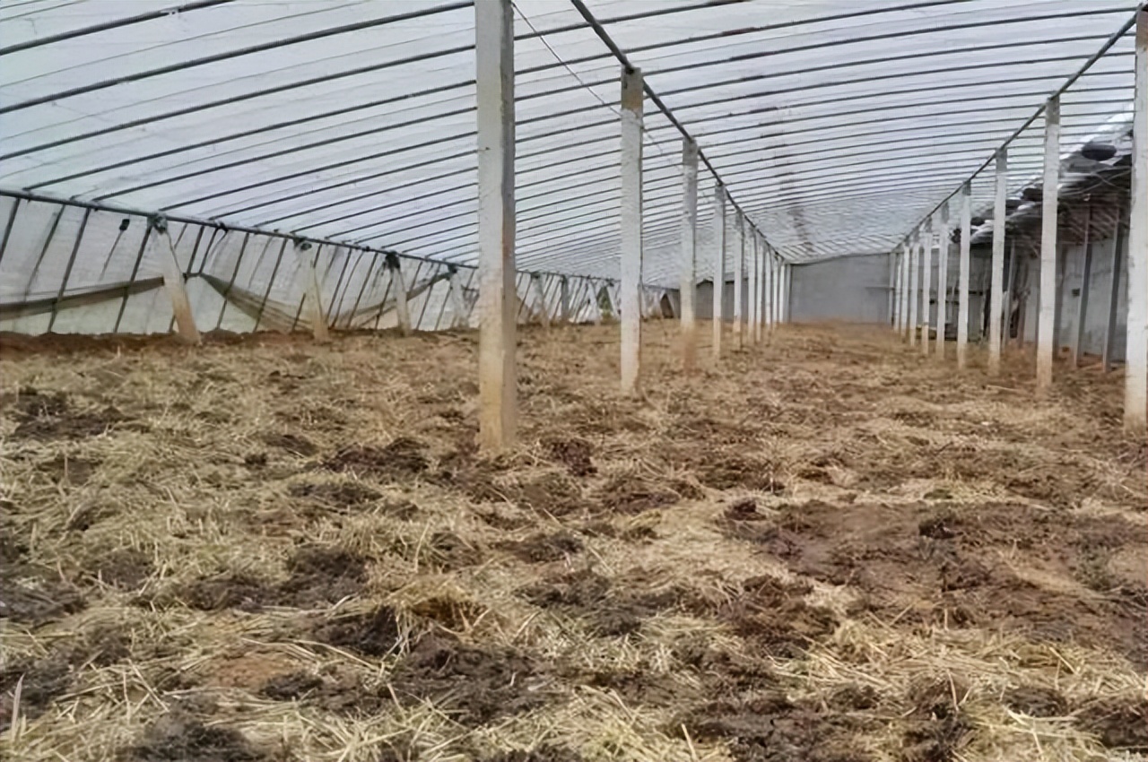 大棚芸豆栽上以后卷叶是什么原因,豆角芸豆怎样种植结果多