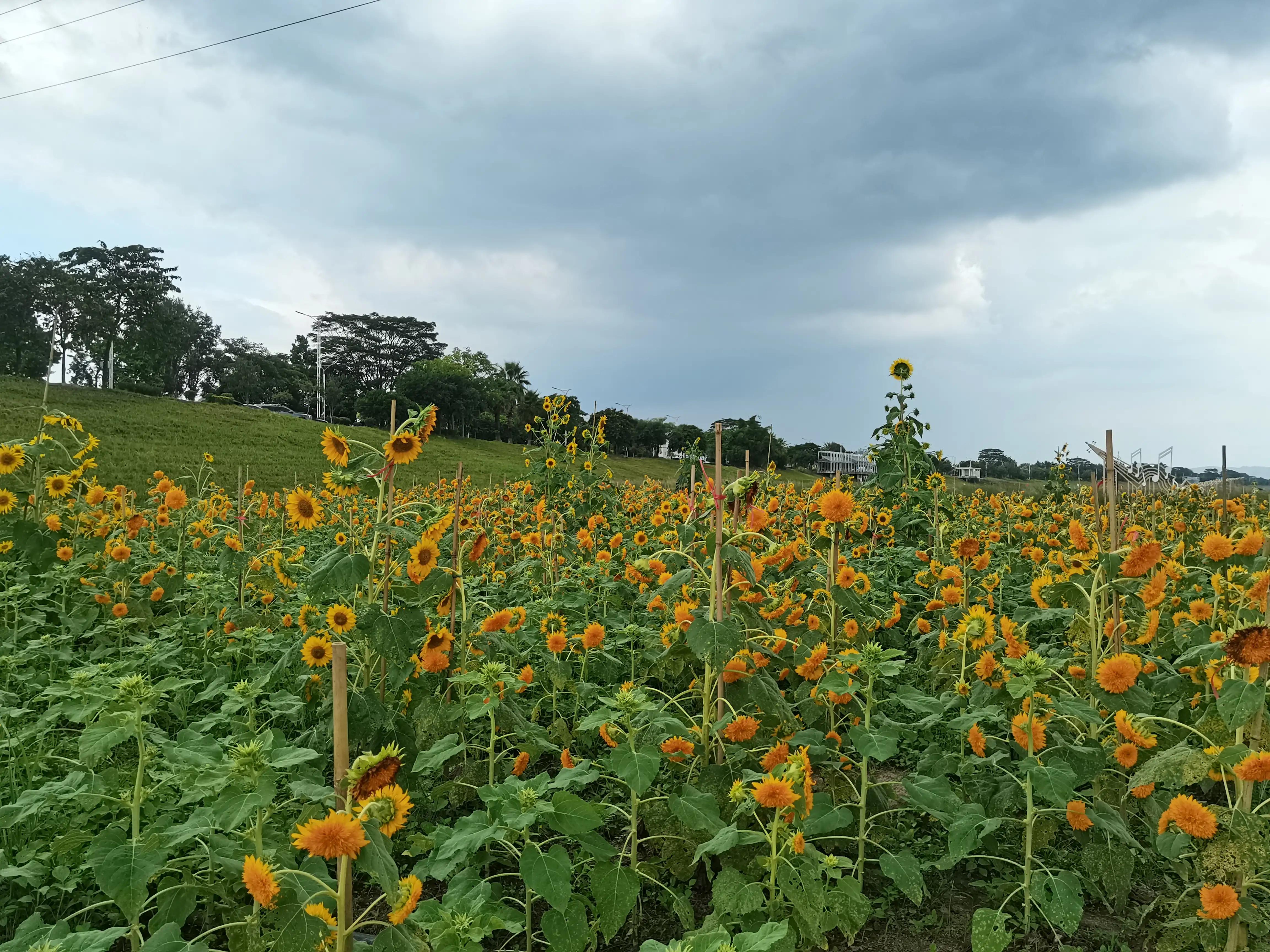 寻花记,寻花值春宵打一生肖