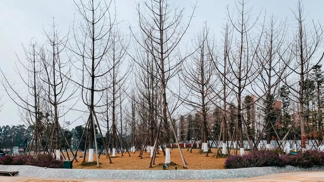 成都成华城东体育公园,成都成华体育公园