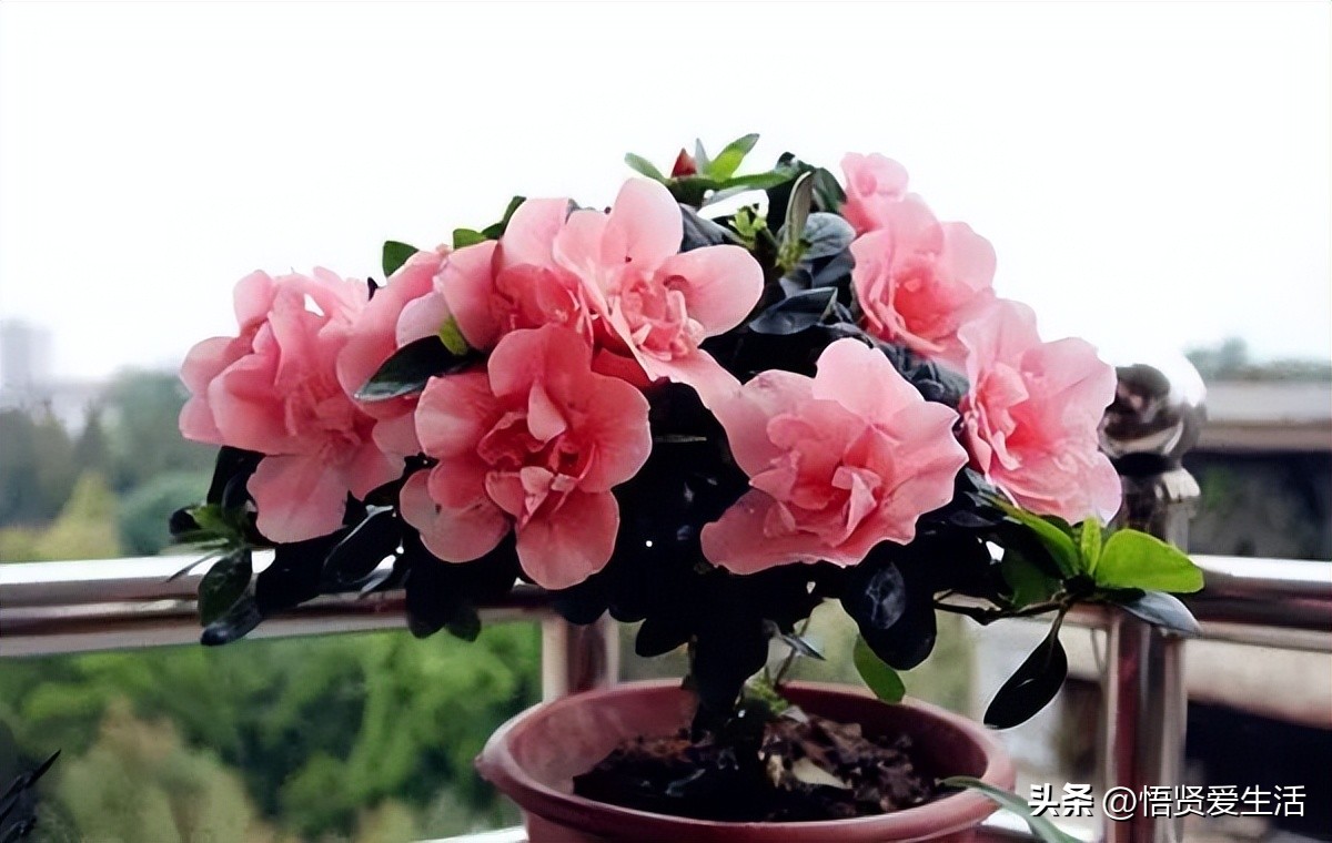 养什么花可以预防甲醛,什么花除甲醛且无毒