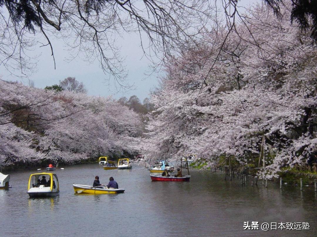 日本樱花季赏樱攻略,2020年日本樱花季赏樱攻略出炉