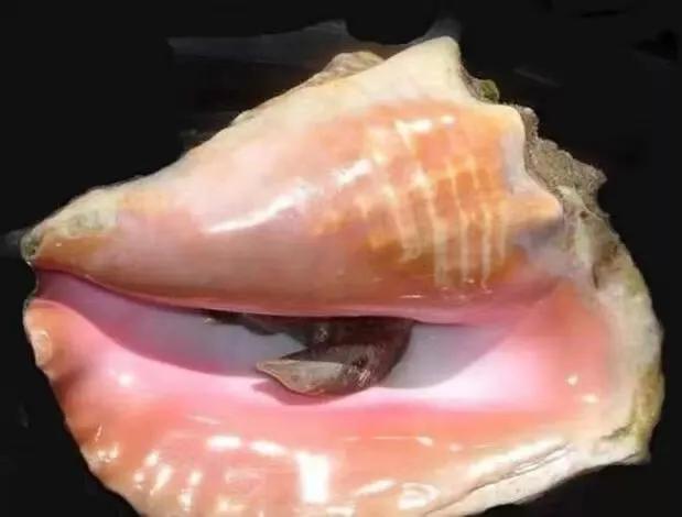 海螺珠价格多少钱一颗,海螺珠珠宝