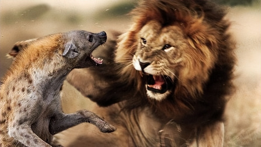 雌狮会赶走狮王么,狮王赶走亚成年雄狮