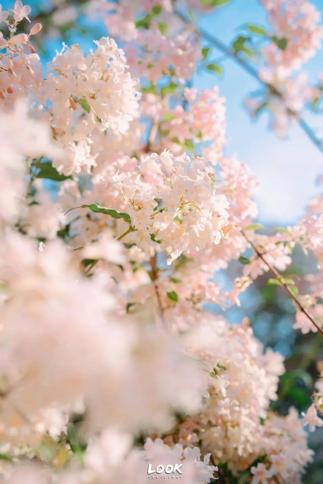 北京居庸关花海栈道,北京四季花海景区